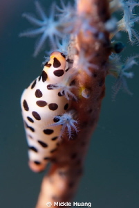 COWRY
Seraya Bali by Mickle Huang 